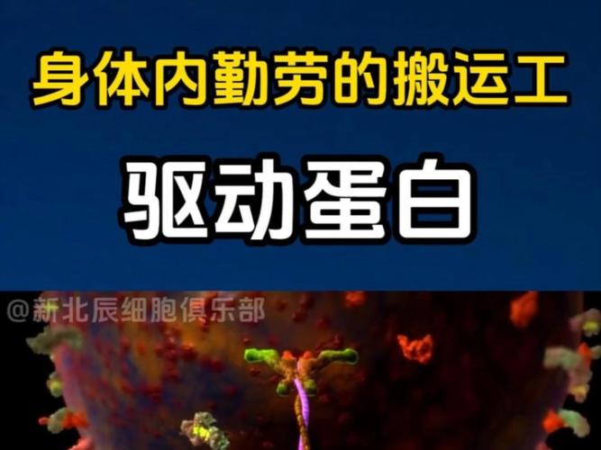 驅動蛋白的運輸方向是從微管負端到正端，驅動蛋白和馬達蛋白