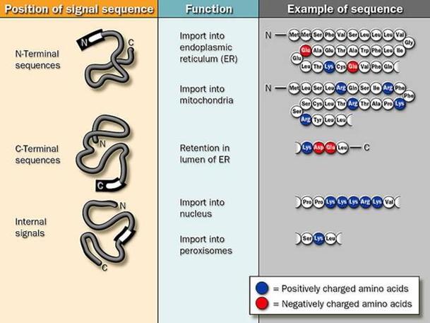 驅動蛋白質多肽鏈折疊盤曲的主要動力，驅動蛋白名詞解釋細胞生物學