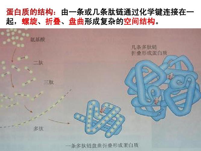 驅動蛋白質多肽鏈折疊盤曲的主要動力，驅動蛋白是什么